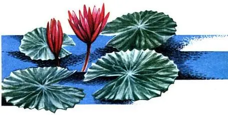Кувшинка красная Nymphaea rubra Victoria amazonica Из сказанного ясно что - фото 185