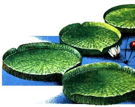 Victoria amazonica Из сказанного ясно что хищническое ведение хозяйства в - фото 186