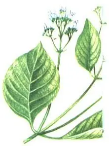 Хинное дерево Cinchona succirubra Дерево кола Cola acuminata Бразильский - фото 190
