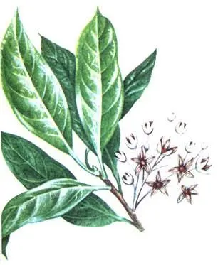 Дерево кола Cola acuminata Бразильский орех Bertholletia excelsa Манго - фото 191