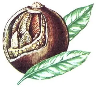 Бразильский орех Bertholletia excelsa Манго индийское Mangifera indica - фото 192
