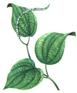 Перец черный Piper nigrum Мускатаик душистый Myristica fragrans Коричное - фото 195