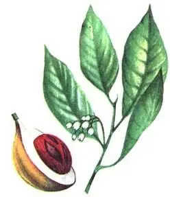 Мускатаик душистый Myristica fragrans Коричное дерево Cinnamomum zevlanicum - фото 196