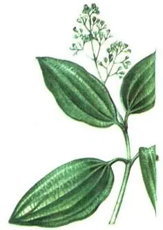 Коричное дерево Cinnamomum zevlanicum Однако в настоящее время все шире - фото 197