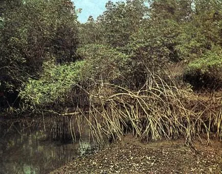 Мангровый лес из Rhizophora mangle на переднем плане и Lagun cularia - фото 198
