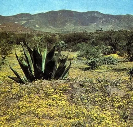 Цветущая пустыня в Калифорнии После редко выпадающих дождей однолетние - фото 3