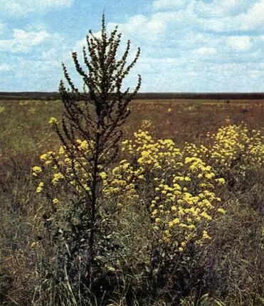 Свербига европейская Bunias europaea в степи ЮгоВосточной Европы СССР - фото 50