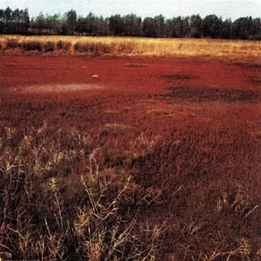 Осенняя окраска солероса Salicornia выросшего на удаленном от моря - фото 54