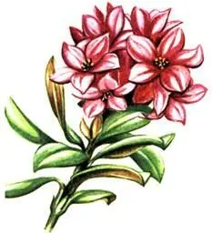Рододендрон ржавый Hododendron ferrugineum Горечавка Клузия Gtntiana clusii - фото 55