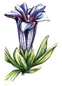 Горечавка Клузия Gtntiana clusii Лютик ледниковый Ranunculus glacialis - фото 56