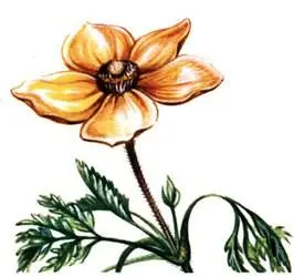Прострел серножелтый Pulsatilla sulphurea и на известковых почвах - фото 58