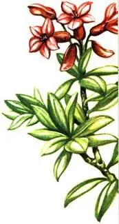 Рододендрон жестковолосый Rhododendron hirsutum Горечавка Коха Gentiana - фото 59