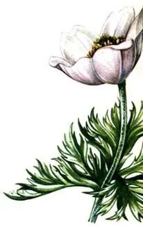 Прострел альпийский Pulsatilla alpina Растения известковых почв - фото 62