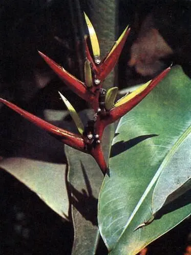 Heliconia растения из семейства банановых нередко встречающееся в тропикахи - фото 66