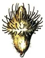 Репешок пахучий Agrimonia odorata Чернокорень лекарственный Cynoglossum - фото 72