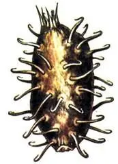 Дурнишник беловатый Xanthium albinum Ibicella lutea ЭпизоохорияЛучше всего - фото 77