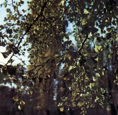 Гинкго Ginkgo biloba эндемикреликт Восточной Азии дерево которое часто - фото 9