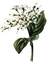 Дерен кровавокрасный Cornus sanguinea Кадило мелиссолистное Melittis - фото 190
