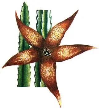 Stapelia ambigua Crassula falcate Aloë peglerae Lithops divergens - фото 21