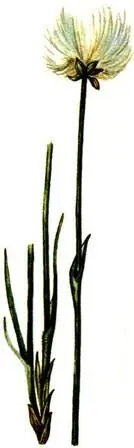 Пушица влагалищная Eriophorum vaginatum Пушица узколистная Eriophorum - фото 233