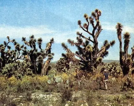 Юкки Yucca в пустыне Сонора Мексика На переднем плане опунции с плоскими - фото 25