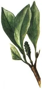 Магнолия звездчатая Magnolia stellata Клен дланевидный Acerpalmatum - фото 250