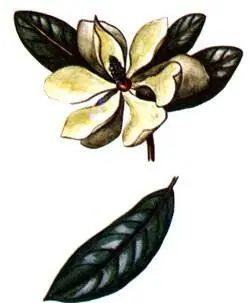 Магнолия крупноцветковая Magnolia grandiflora Гамамелис виргинский Hamamelis - фото 263