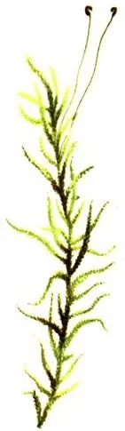 Pleurozium schreberi Hylocomium splendens Polytrichum commune D - фото 299