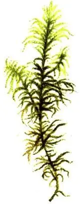 Hylocomium splendens Polytrichum commune Dicranum scoparium Dic - фото 300