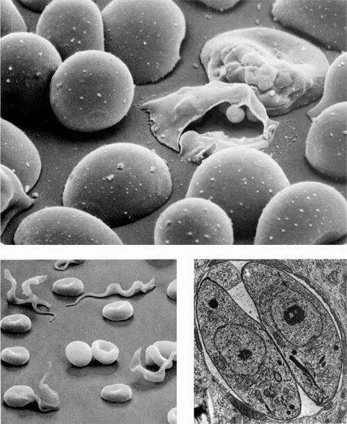 Вверху одноклеточный паразит Plasmodium falciparum вызывающий малярию На - фото 11