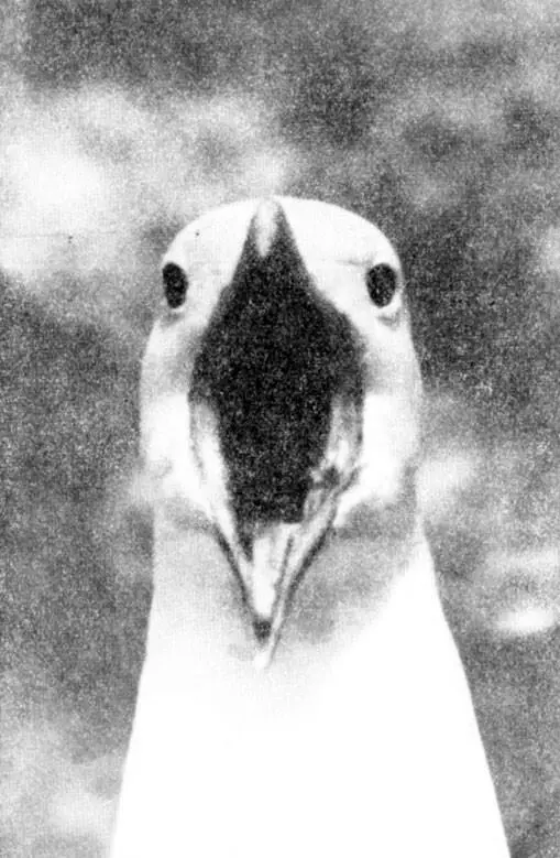 Фото 2 Кричащая чайка Фото 3 Трубный крик Фото 4 Мяукающий крик - фото 64
