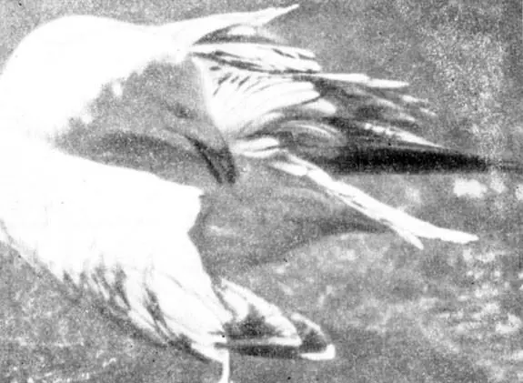 Фото 5 Серебристая чайка чистит оперение Фото 6 Молодой самец охраняя - фото 67