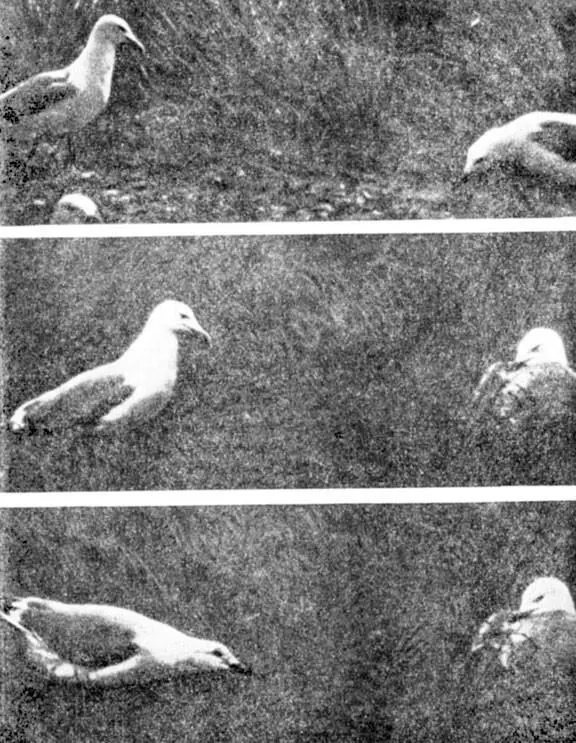 Фото 21 Верхний снимок самец слева в вертикальной угрожающей позе средней - фото 83