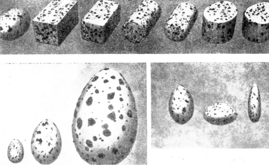 Фото 28 Модели использовавшиеся в опытах по узнованию яиц Фото 29 Птице с - фото 93