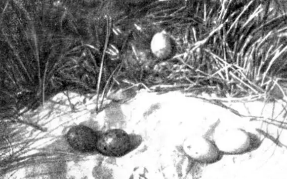 Фото 29 Птице с кладкой из голубых яиц предлагается выбор между двумя из ее - фото 94