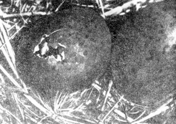 Фото 31 Наклюнутое яйцо Виден клюв птенца с яйцевым зубом Фото 32 Чайка - фото 96