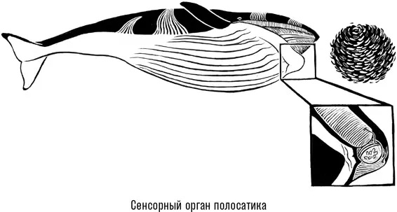 Однако ни один из этих примеров не объясняет наблюдаемую нами асимметрию эту - фото 19