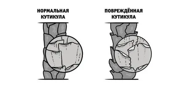Для здорового вида волос достаточно обеспечить организму условия сон здоровая - фото 16