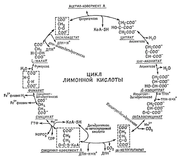Фиг 31 Цикл Кребса Вы видите здесь ряд молекул последовательно - фото 14