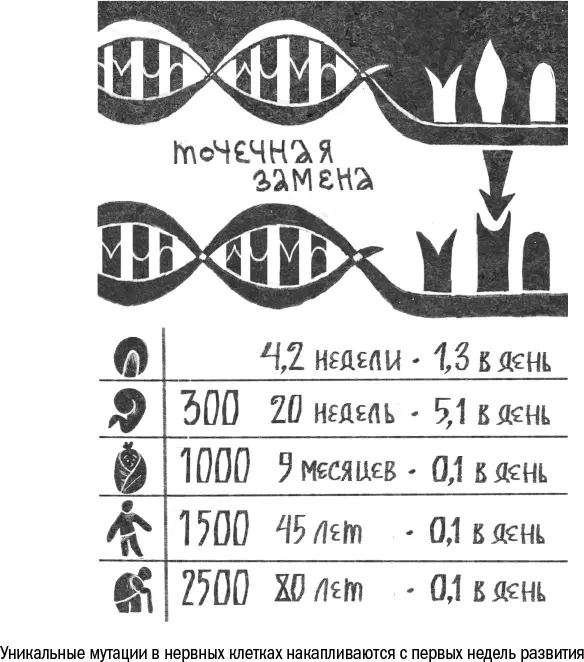 На молекулярном уровне наши интуитивные представления о старении - фото 5