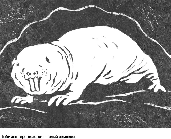 И действительно именно в подземных тоннелях восточной Африки и нашли голых - фото 18