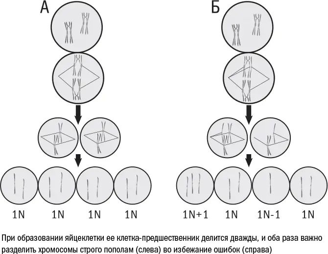 Для большинства наших клеток анеуплоидия губительна они либо гибнут либо - фото 31