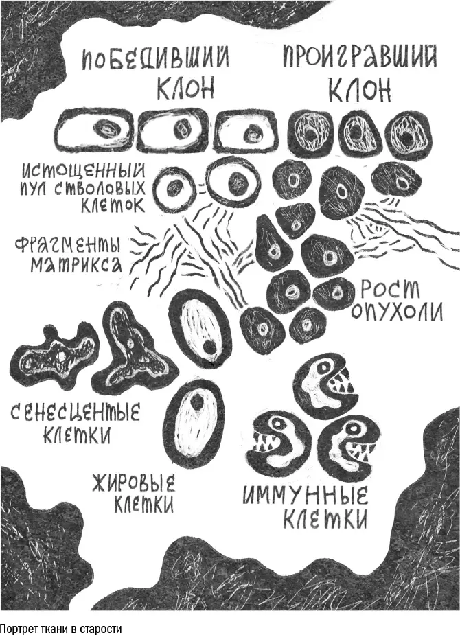 Остановить клеточную конкуренцию невозможно как бы мы ни построили ткань ее - фото 47