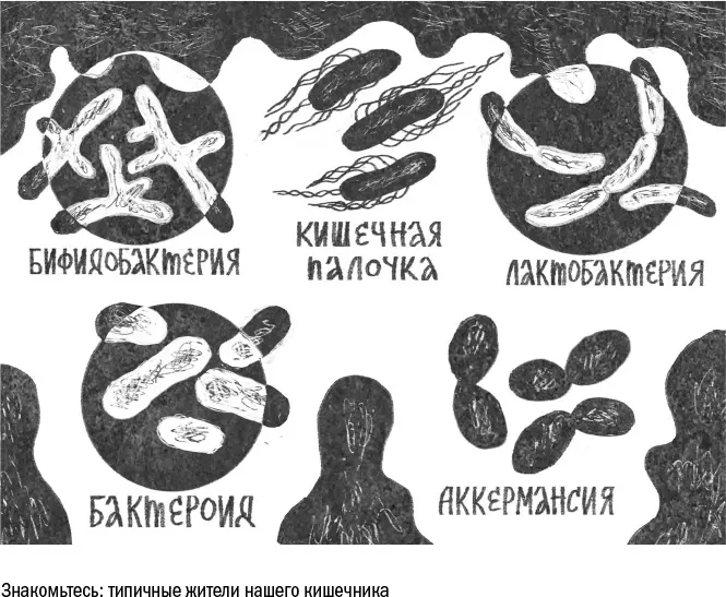 Но организм человека не благотворительная столовая для бактерий Если бы они - фото 49