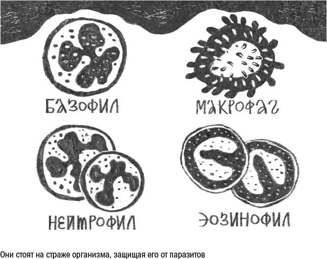 Атакуя противника иммунные клетки производят огромное количество активных форм - фото 54