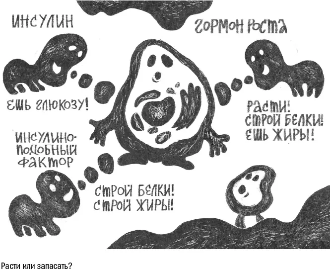 По окончании роста эта система начинает ломаться сразу в нескольких местах - фото 61