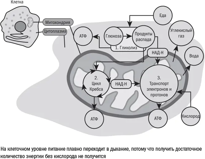 Но за высокоэффективное митохондриальное дыхание клетке приходится платить - фото 81