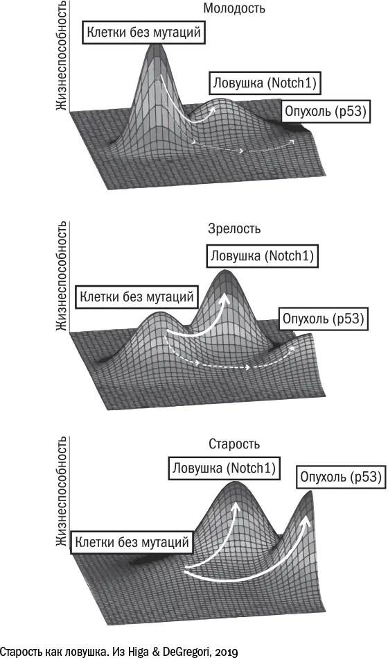 На первый взгляд может показаться что рак и старость воюют на одной стороне - фото 95