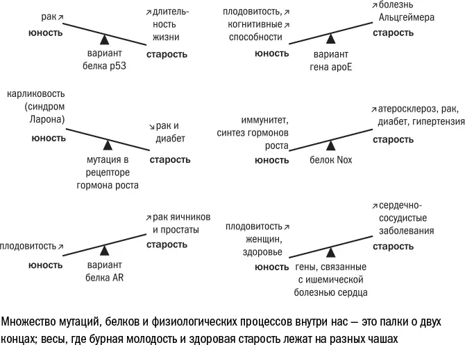 Чаще всего губительные мутации покупают себе место в геноме повышая шансы - фото 104