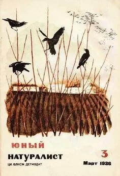 Журнал Юный натуралист №3, 1936